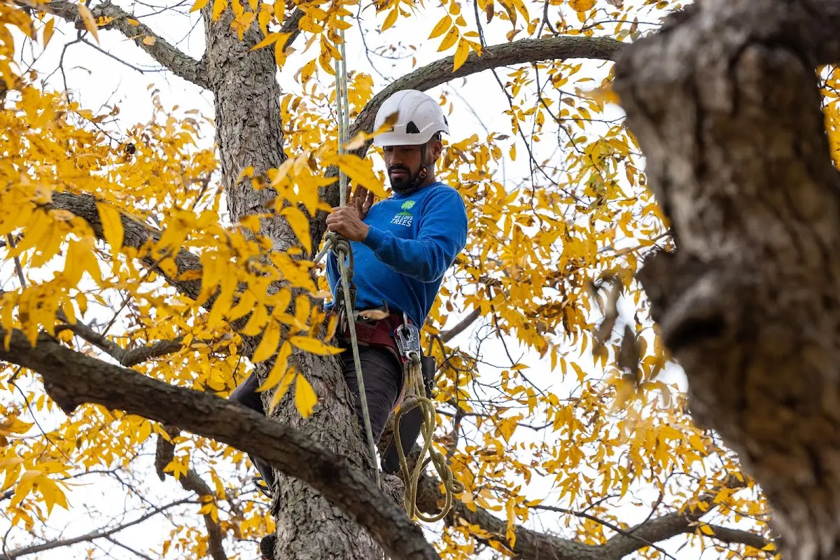 Skilled Storm Damage Cleanup crew working in Fishers
